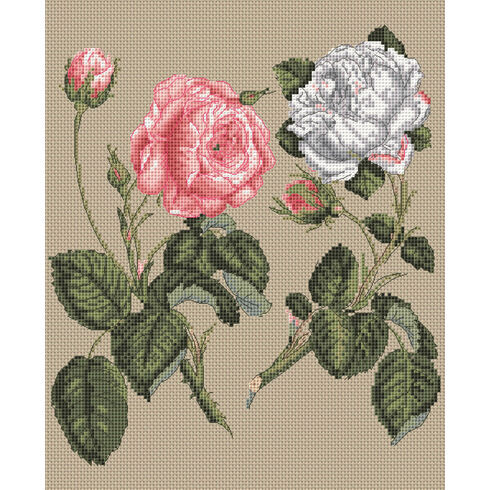 Pink Centifolia Rose & White Unique Rose by Stark Cross Stitch Kit