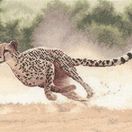 Cheetah Cross Stitch Kit additional 1