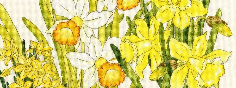 daffodil-blooms-xbd10
